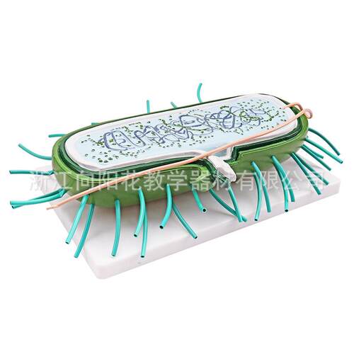 厂家直销SM-XJ021细菌模型新课标生物教学模型