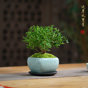 台湾达摩九里香小叶姬九里香室内桌面耐阴好养小盆栽盆景茶桌绿植