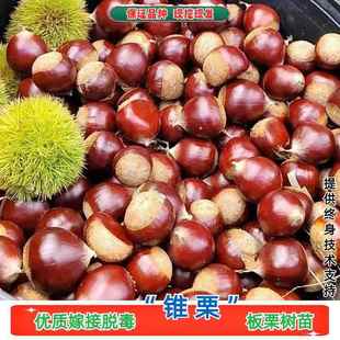 福建建瓯锥栗苗嫁接锥栗果苗板栗尖栗树苗北南方种植栗子当年结果