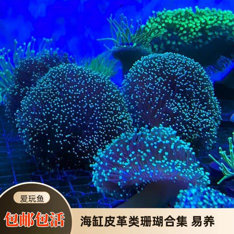 皮革珊瑚耶诞树花环皮革长杆大花皮革萤光绿须软体海水缸易养新手