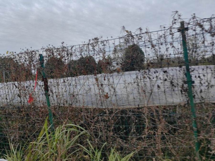 5月7日安庆市一批林木、景观石、盆景等存货及部分构筑物网络拍卖公告