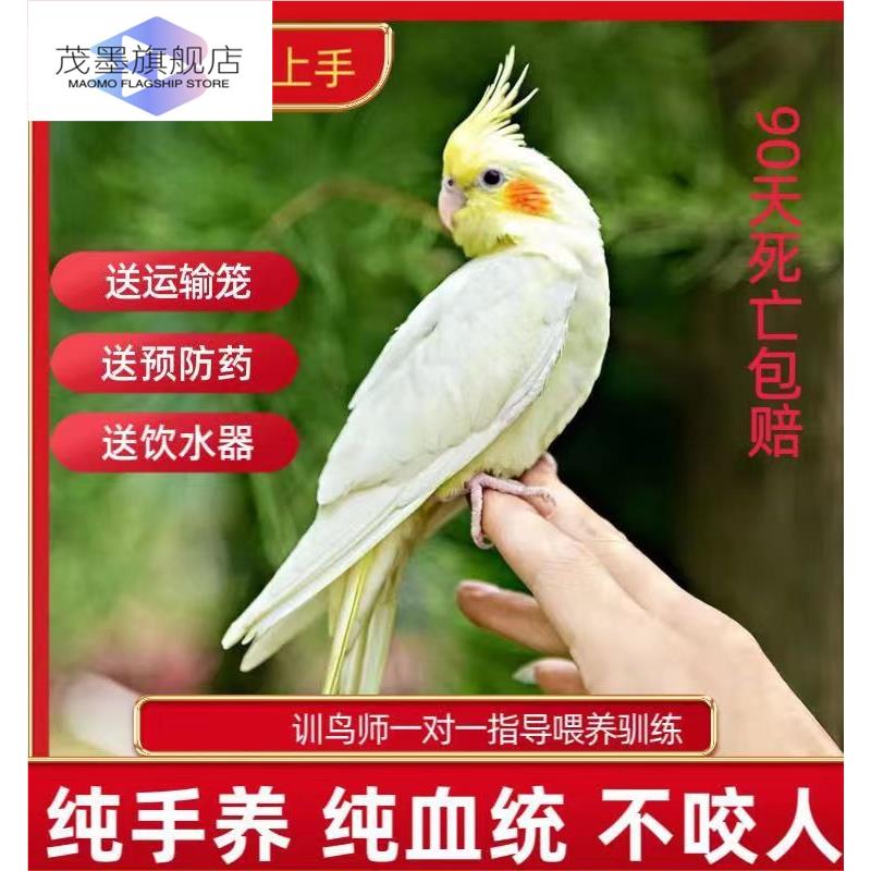 鹦鹉活鸟一公一母玄凤宠物黄化幼鸟会说话手养原始灰唱歌可繁殖鸟