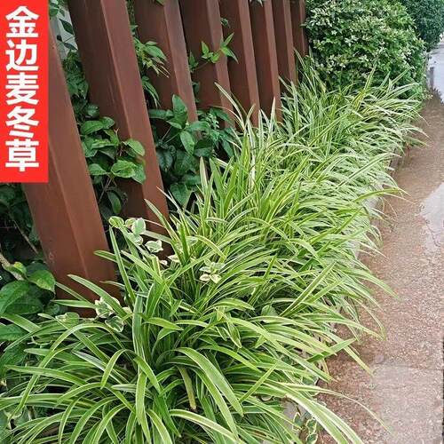 紫花绿化室外金边庭院地被耐寒耐阴沿阶草植物麦冬草别墅四季常青