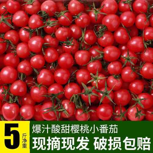 广西精品圣女果5斤现摘樱桃小番茄孕妇小孩即食水果蔬菜整箱发货