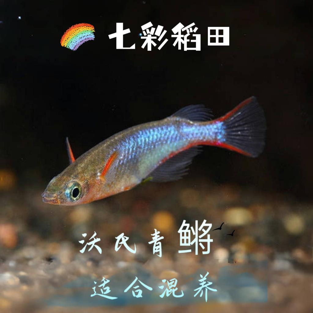七彩稻田灯科鱼观背霓虹稻田鱼小型热带鱼淡水鱼观赏鱼梦幻鳉科鱼
