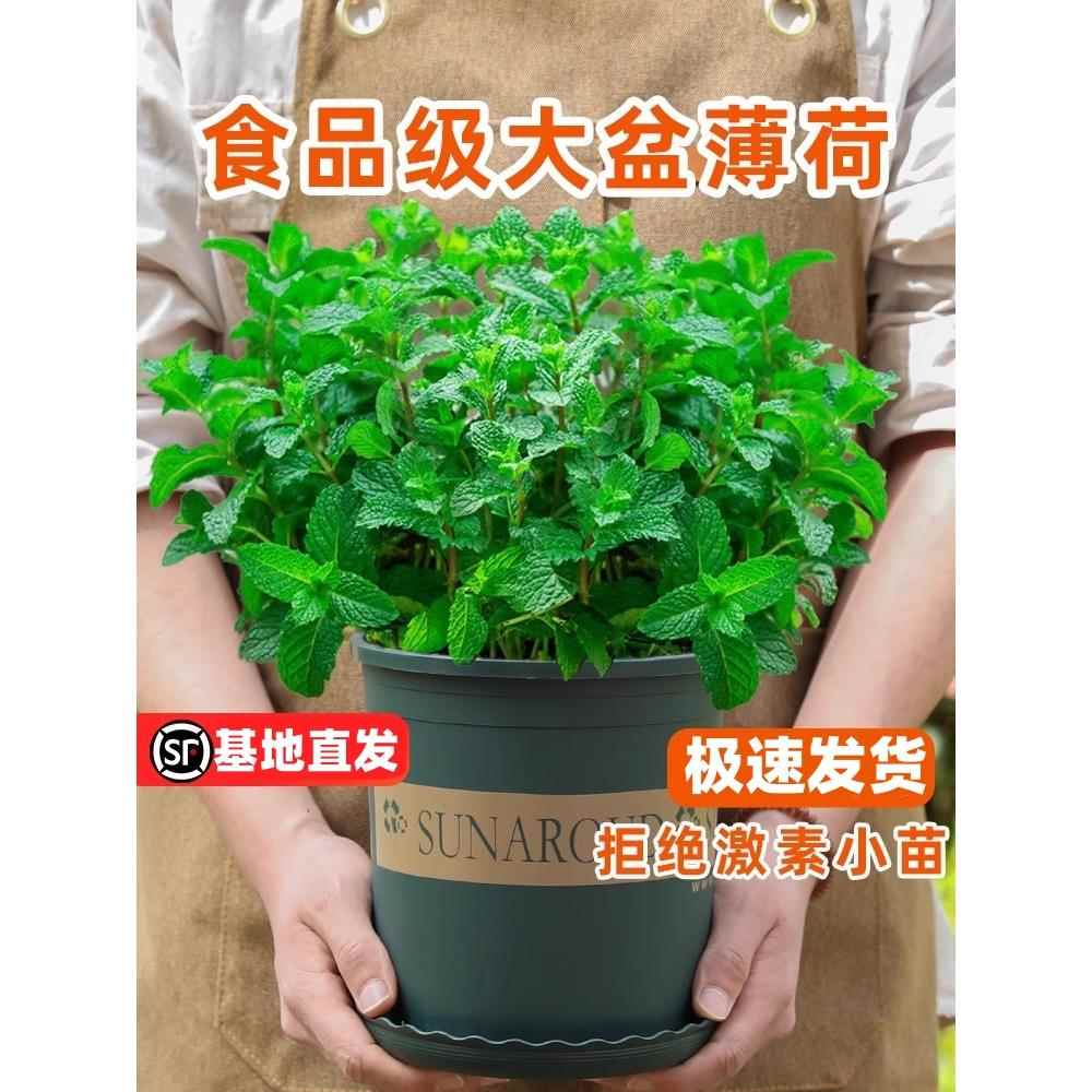 大盆薄荷盆栽可食用大苗室内驱蚊绿植迷迭香四季香草植物猫薄荷叶