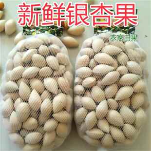 2024年【新鲜老树大白果】新鲜生白果银杏果2斤包邮保质保量带壳