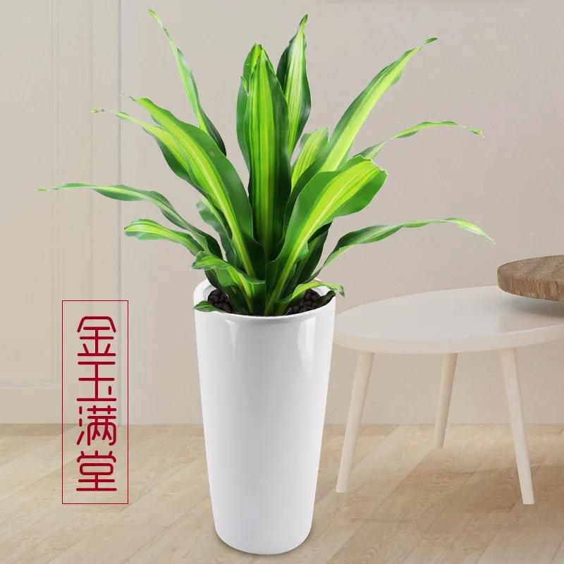 金心也门铁盆栽巴西铁室内大型客厅办公花卉植物香龙血树观叶绿植