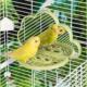 Feeding Mirror Shape Clouds Save Bird Perch with With Space