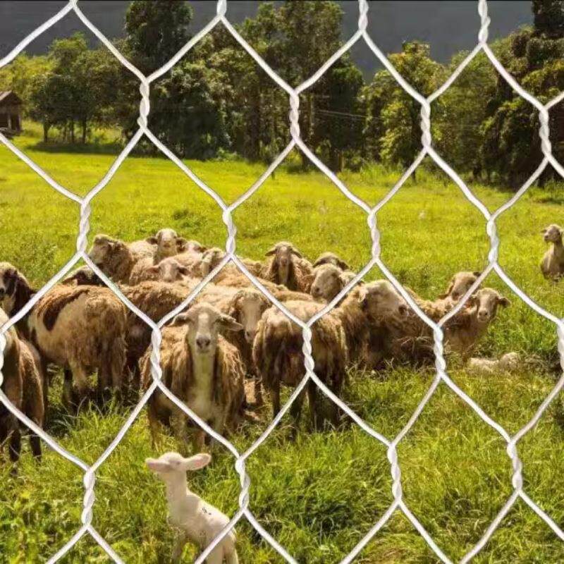 厂家现货镀锌铁丝网大拧花六角网圈鸡网畜牧养殖网圈羊网草原网