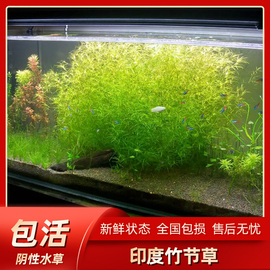 印度小竹节竹节草真水草，水族箱鱼缸造景，观赏新手懒人阴性水草繁殖