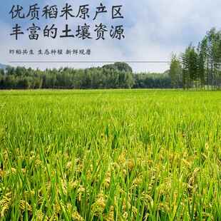 沂蒙粳米5斤10斤5KG真空包装虾田米新米厂家郯城大米