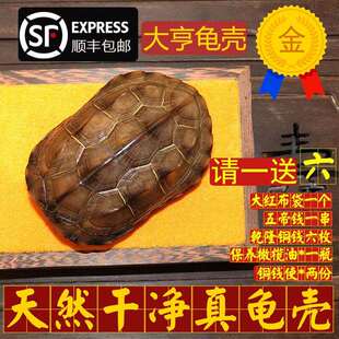 天然真乌龟壳龟甲文玩手把件铜钱六爻64卦算挂卦牌卡摇卦卜测摆件