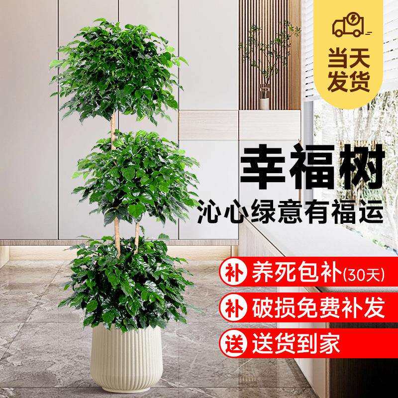幸福树盆栽植物办公室内好养盆景净化空气吸甲醛大型绿植客厅摆放
