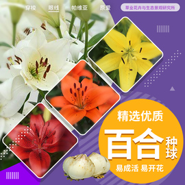 农科院香水百合花种球大重瓣四季开花多年生阳台，植物盆栽花卉种子