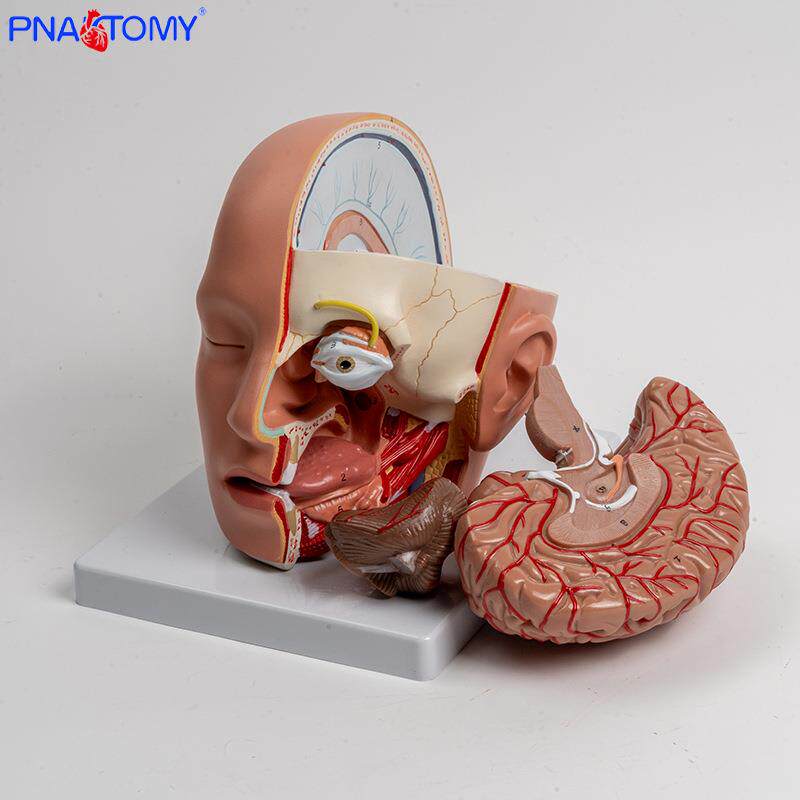 人体头部结构大脑解剖模型可拆卸拼装血管脑干脑神经唾液腺鼻腔