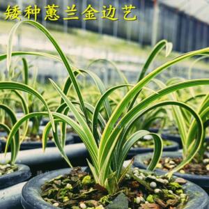 兰花苗矮种蕙兰艺草金边艺美观雅致室内阳台客厅好养活名贵花卉