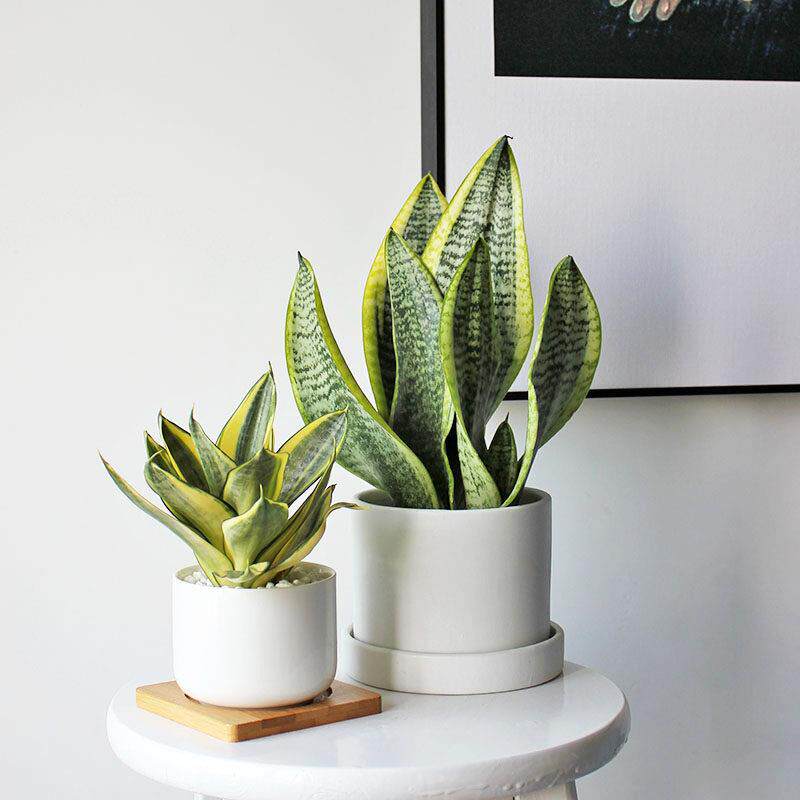 夏洛特花园 富贵虎 招财虎 虎皮兰虎尾兰 室内好养耐旱盆栽