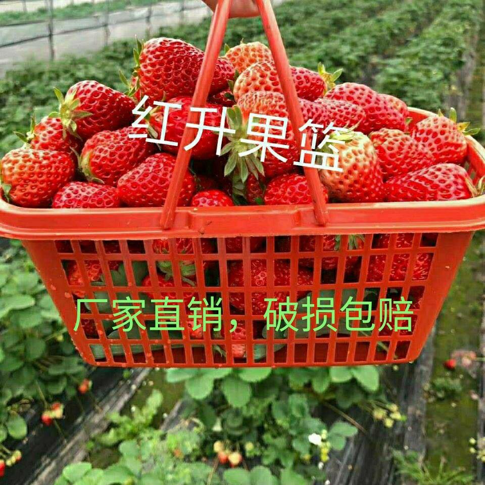 草莓篮杨梅葡萄无花果李子猕核桃圣女果手提塑料采摘樱桃蓝莓方形