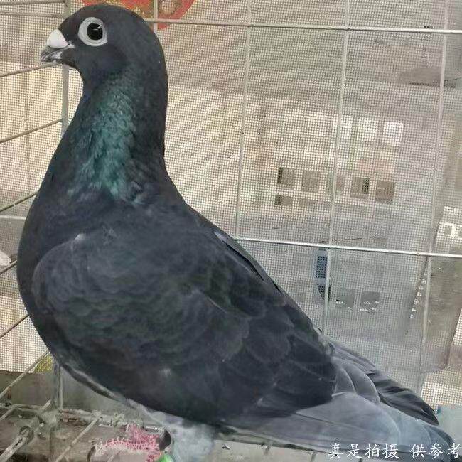 李鸟吴淞鸽子活体信鸽成绩鸽公棚鸽天落鸽吴淞活体赛鸽