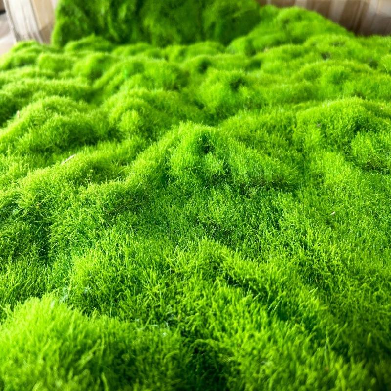 仿真植物绿植墙苔藓青苔地毯草坪景观园林铺设门头水族长廊文化装