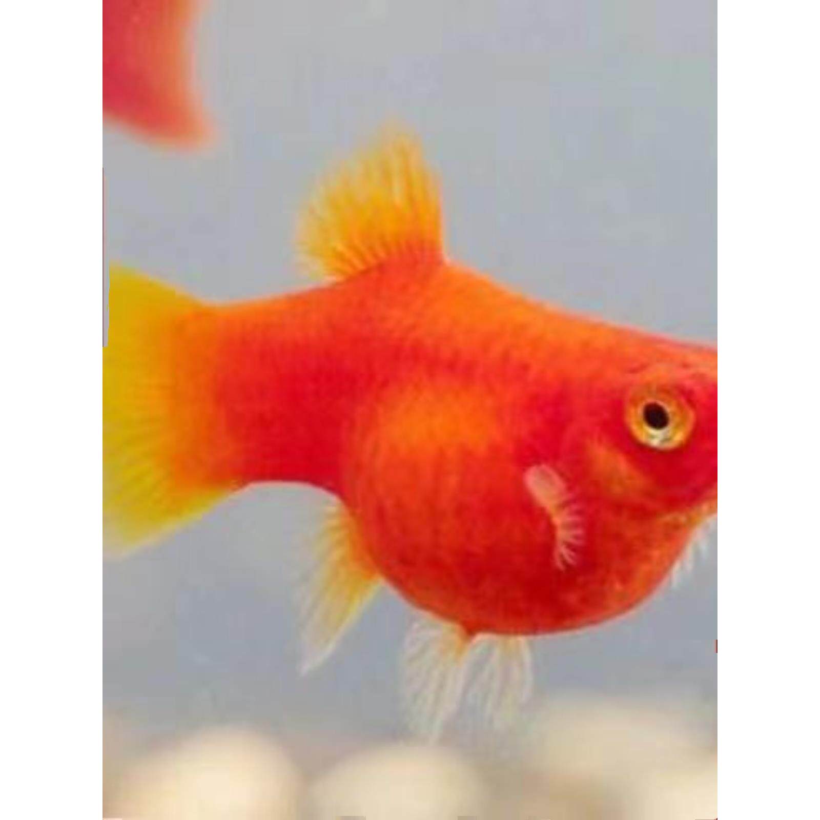 胎生鱼 红太阳鱼 直接生小鱼 红玛丽鱼 红皮球鱼 红剑鱼 包邮包损