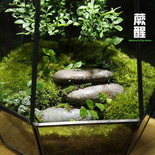 小葉九里香苔蘚微景觀創(chuàng)意桌面綠植造景送禮盆栽懶人好養(yǎng) 蕨醒