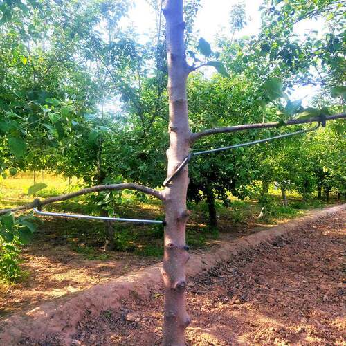 果树拉枝定型器别枝器压枝开角改进型拉直拨弯农用拿弯拉枝器园林