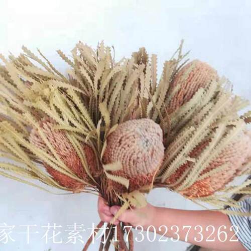 进口班克木是家居民宿装饰高端花材橱窗摆件花束搭配干花婚庆手捧