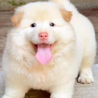 土松幼犬看家狗学生版听话中华田园犬小狗忠诚活体大头聪明温顺狗
