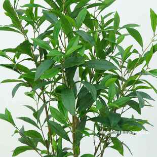 场仿真月桂树盆栽婚庆c3室内外饰装仿厅真树餐机落地摆件仿真植物