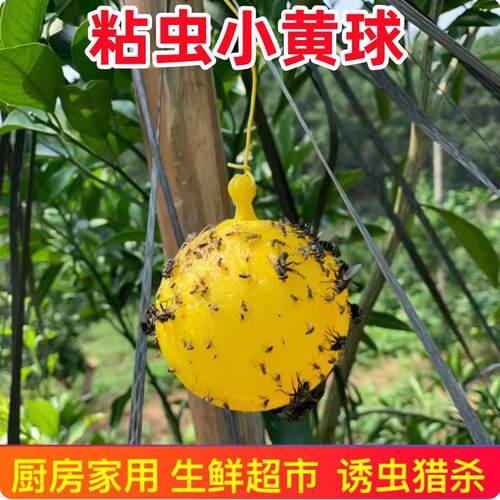 粘虫小黄球黄色贴飞虫诱虫板胶带果实蝇双面小飞虫菜地果树蓟马针