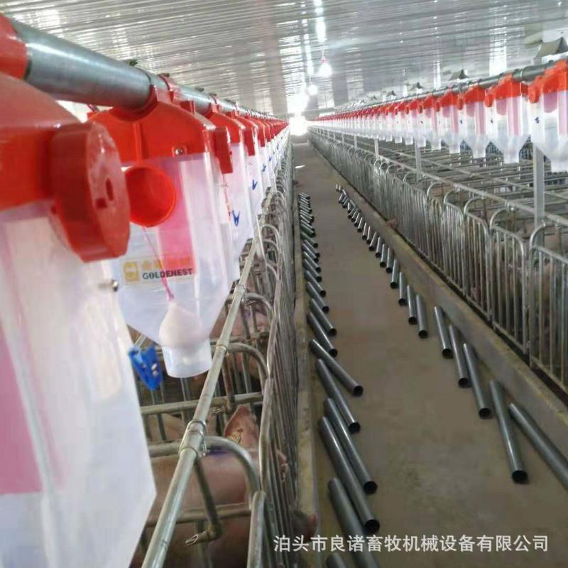 自动化料线保育猪场料线全自动料线设备