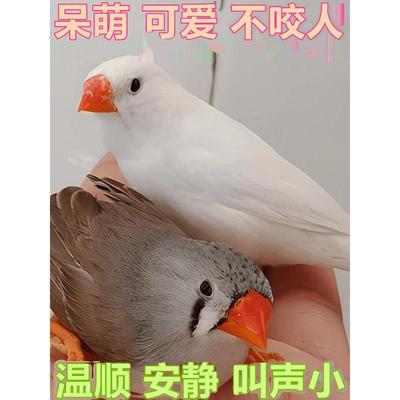 珍珠鸟灰色白色驼色珍珠鸟小鸟可爱小型观赏鸟笼养鸟活泼便宜