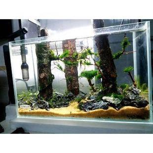 香槟树造景天然香槟木沉木木树干森林造景树桩水草缸鱼缸水族