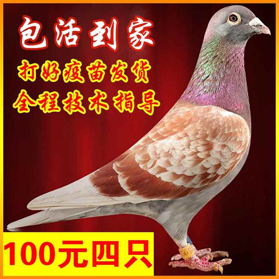 信鸽种鸽子活体活物鸽子活一对公母肉鸽活苗观赏宠物鸟元宝鸽繁殖