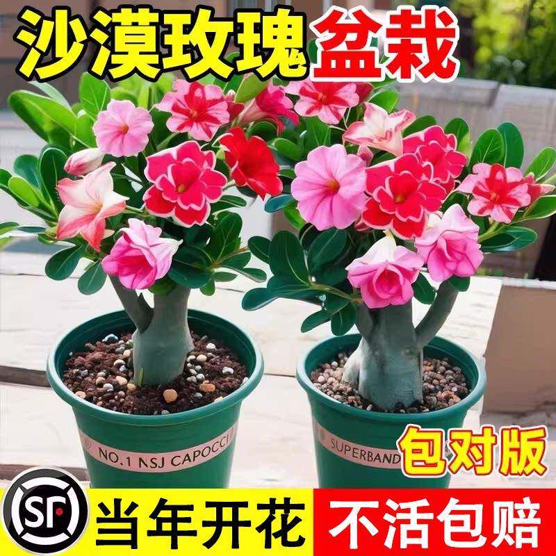 沙漠玫瑰盆栽重瓣带花苞特大号多肉植物室内绿植精品十年老桩盆景
