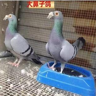 纯种 活体观赏鸽活体短嘴鸽子大鼻子观赏鸽灰色种鸽灰色包邮