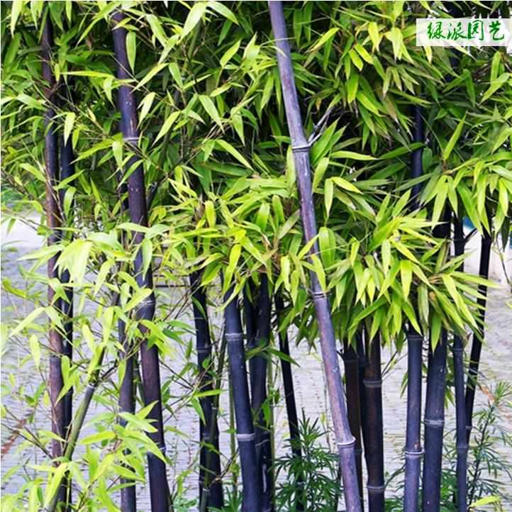 竹子苗庭院北方耐寒竹子植物四季常青绿化竹子树青竹苗紫竹苗盆栽