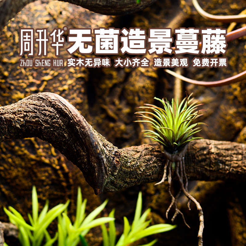 爬宠真树藤蔓藤造景装饰植物雨林缸玻璃缸树蛙蛇乌龟饲养盒造景木