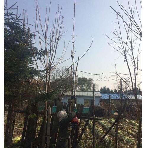 汽油背负枝锯果树修枝剪1-6米枝剪公路空绿篱修剪机