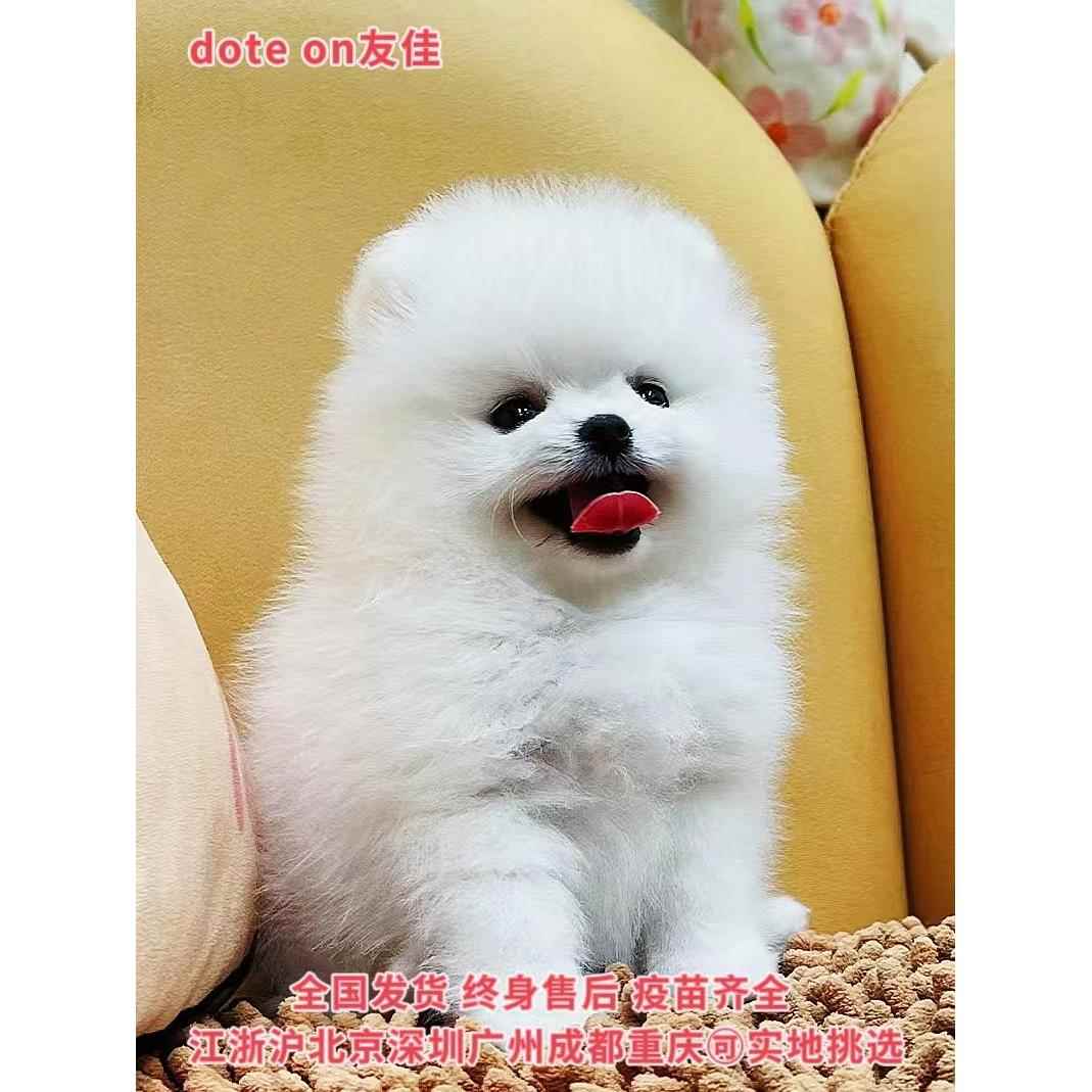 纯种博美幼犬小型茶杯犬长不大俊介活体宠物狗江浙沪京可实地挑选