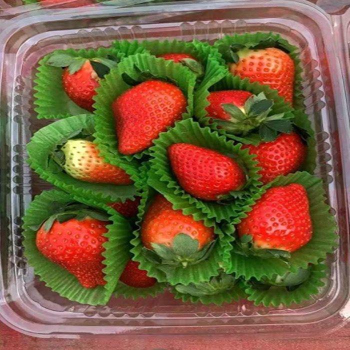 中号小号绿色蛋糕纸托草莓垫纸86蛋糕纸杯托大中小号绿色草莓纸托
