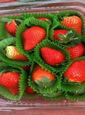 中号蛋小号绿色糕纸托草86垫纸纸86蛋糕纸莓杯托大中小号绿色草莓