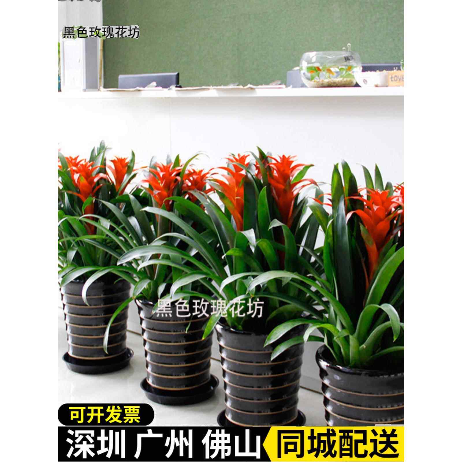 深圳鸿运当头盆栽 凤梨花客厅 室内花卉办公室绿化盆景 开花植物