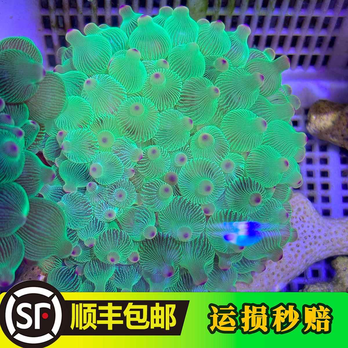 海葵活物绿奶嘴海葵紫头海葵观赏活体珊瑚荧光绿奶嘴海葵小丑鱼共