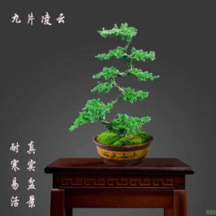 迎客松玄关造型盆栽地柏盆景室内外办公桌松柏景观树盆栽耐寒耐旱