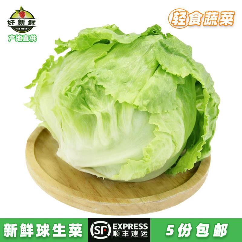 新鲜球生菜500g圆生菜球西餐汉堡即食沙拉食材火锅配菜 顺丰速运