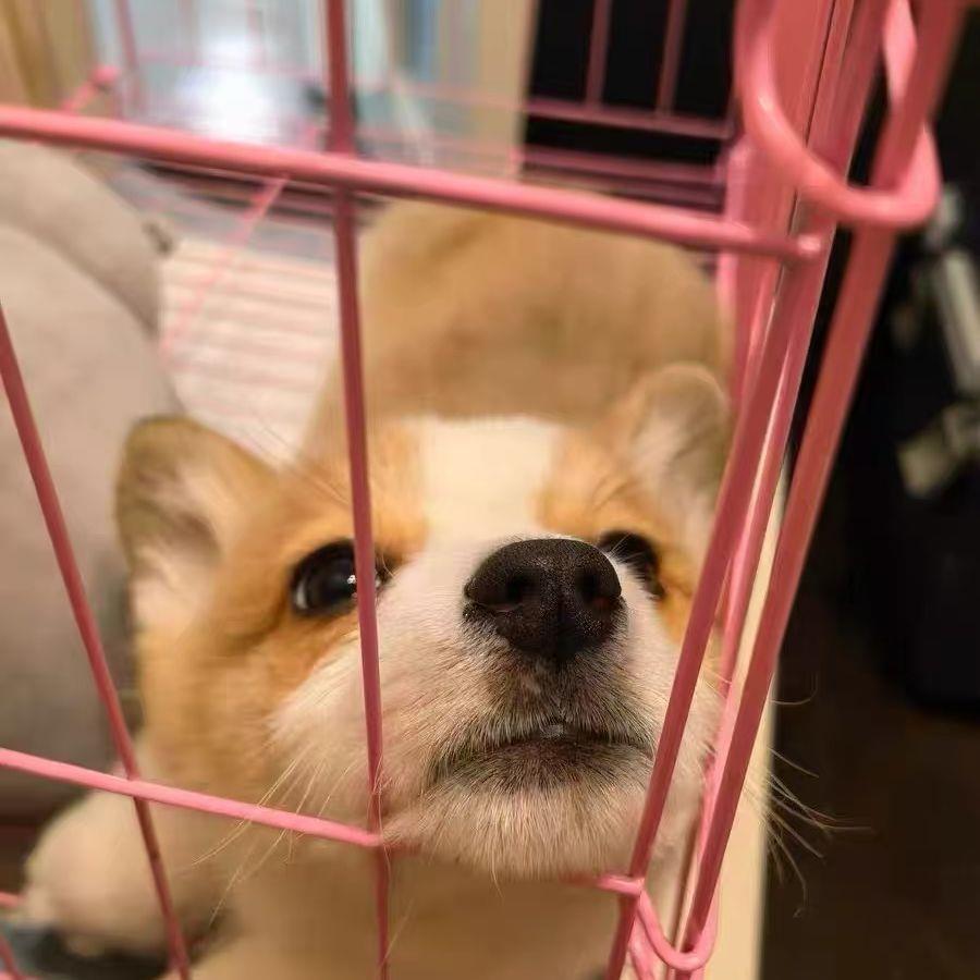 柯基幼犬便宜单血统帅气小宠物狗活体家养犬犬狗狗双色小小狗包邮