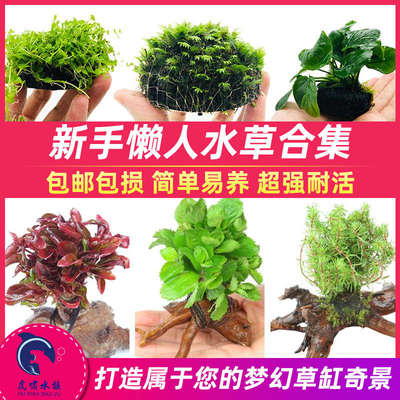 鱼缸水草植物造景阴性蜈蚣草浮萍莫斯懒人水藻球榕牛毛椒真草装饰